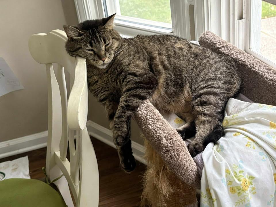 Enlarge Dottie, a Adoptable Domestic Short Hair in Sterling Heights, MI image 3/3