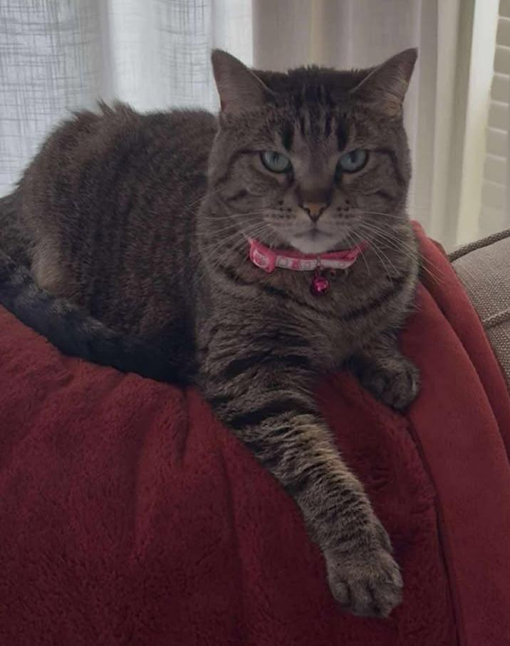 Dottie, Adoptable, Adult Female Domestic Short Hair.