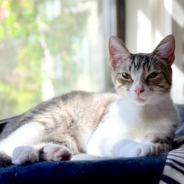 Katniss Hunger Games — thumbnail 2