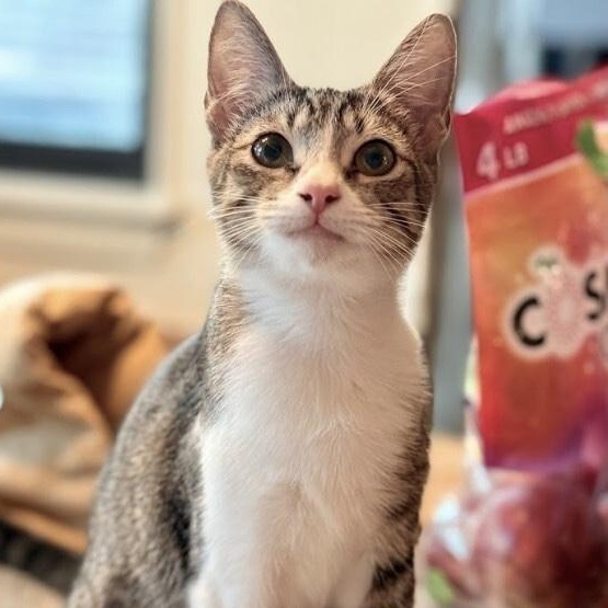 Katniss Hunger Games — thumbnail 4