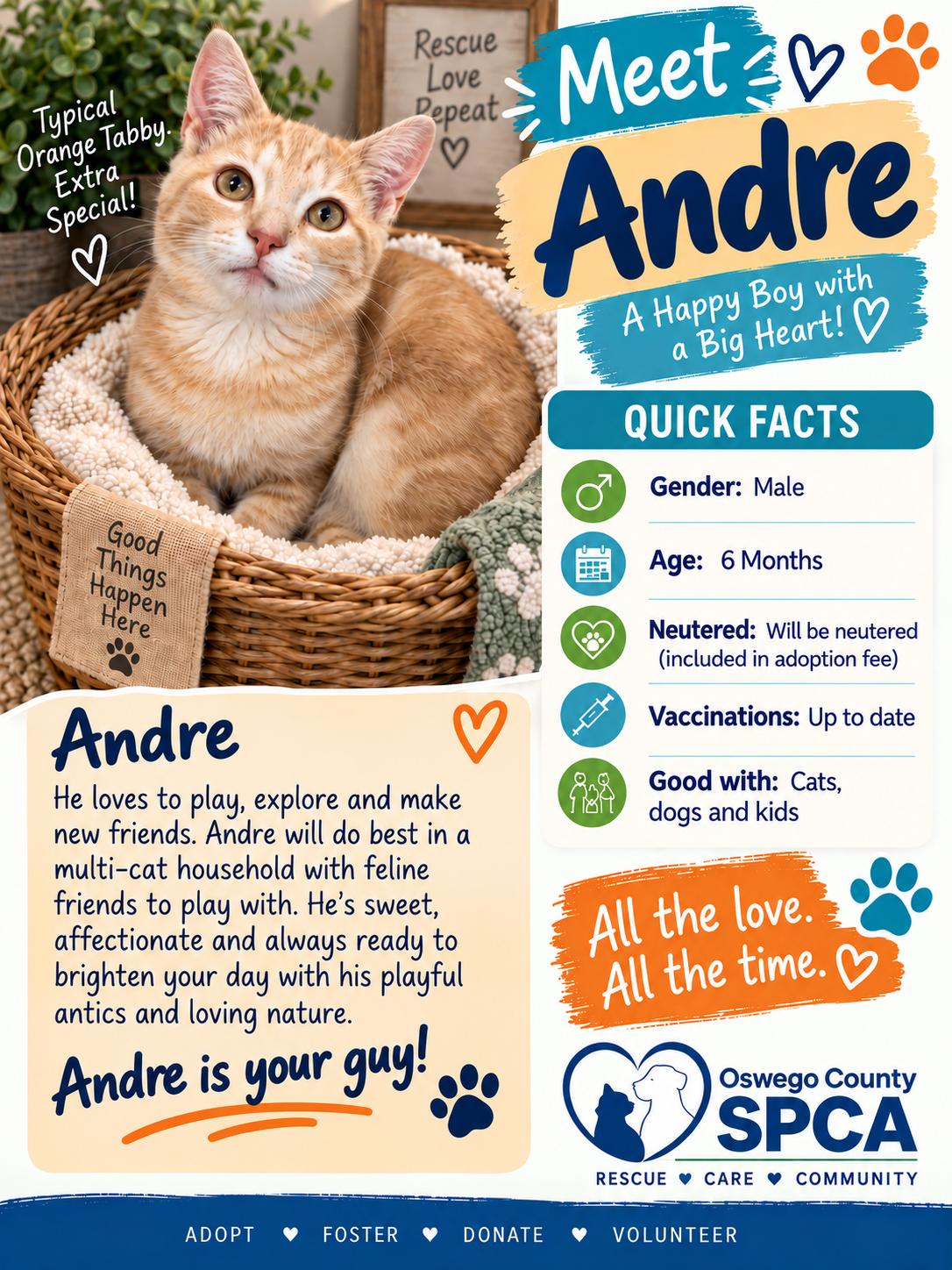 Enlarge Andre Agassi, a Adoptable mixed breed in Fulton, NY image 2/2