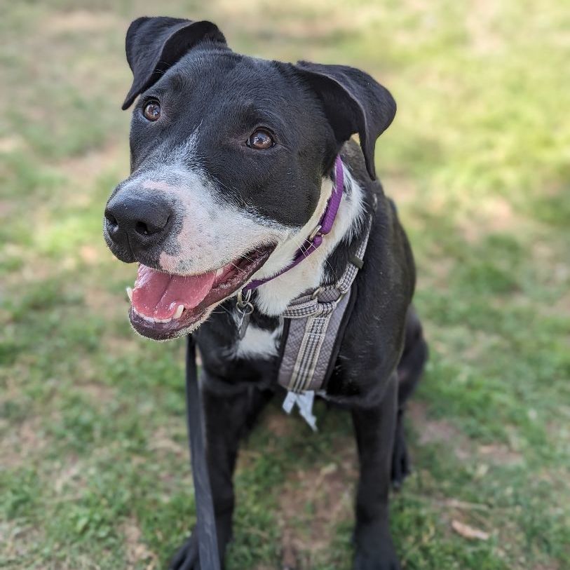 Penelope , a Adoptable mixed breed in Phoenix, AZ image 1/4