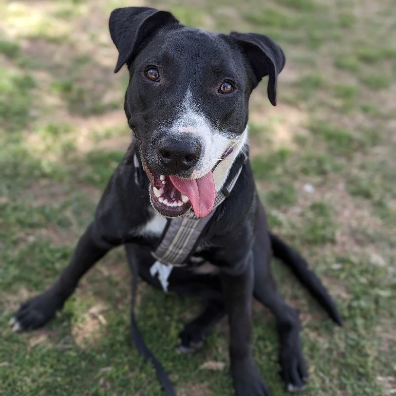 Penelope , a Adoptable mixed breed in Phoenix, AZ image 2/4