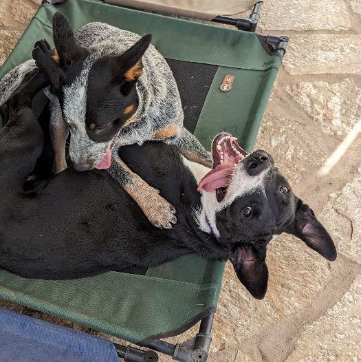Penelope , a Adoptable mixed breed in Phoenix, AZ image 3/4