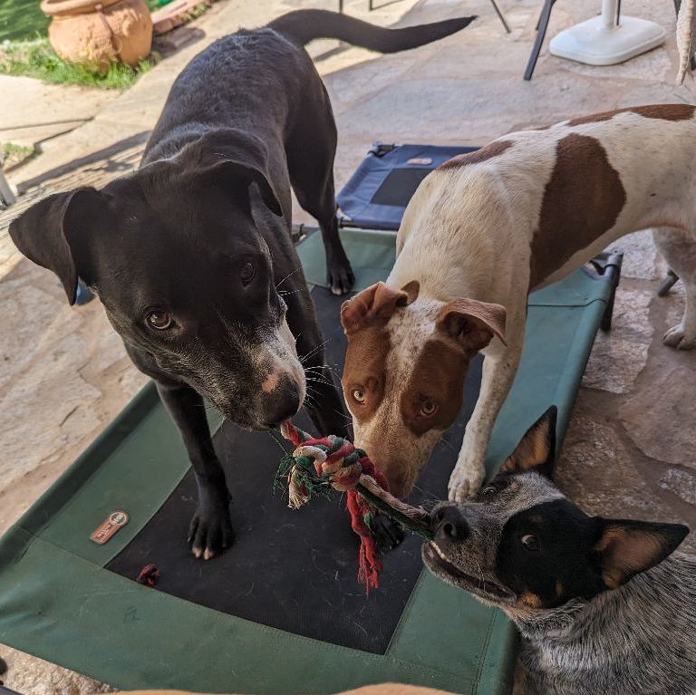 Penelope , a Adoptable mixed breed in Phoenix, AZ image 4/4