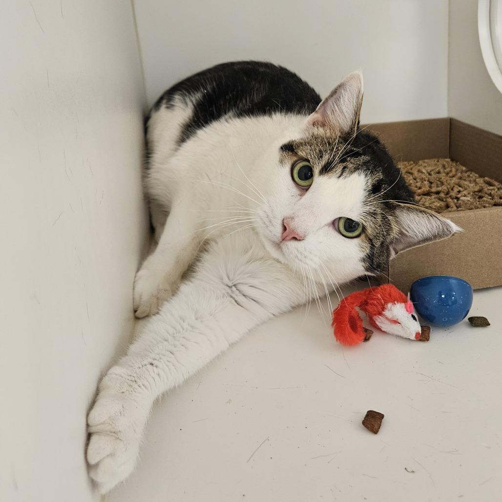 Tobeans, Adoptable, Adult Male Domestic Short Hair.