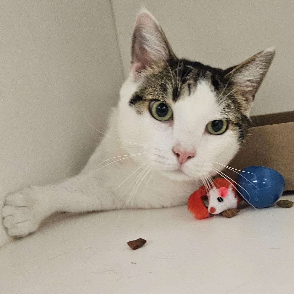 Enlarge Tobeans, a Adoptable Domestic Short Hair in Philadelphia, PA image 2/3