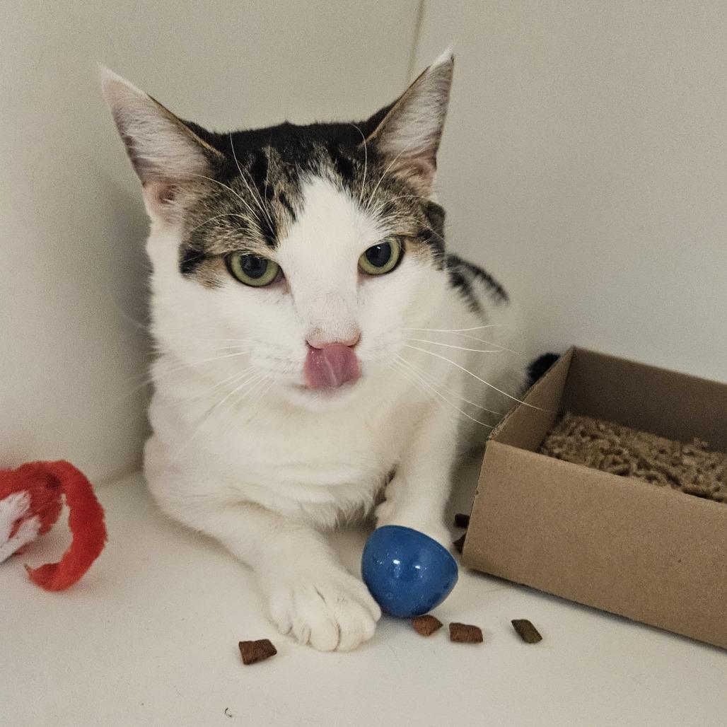 Enlarge Tobeans, a Adoptable Domestic Short Hair in Philadelphia, PA image 3/3