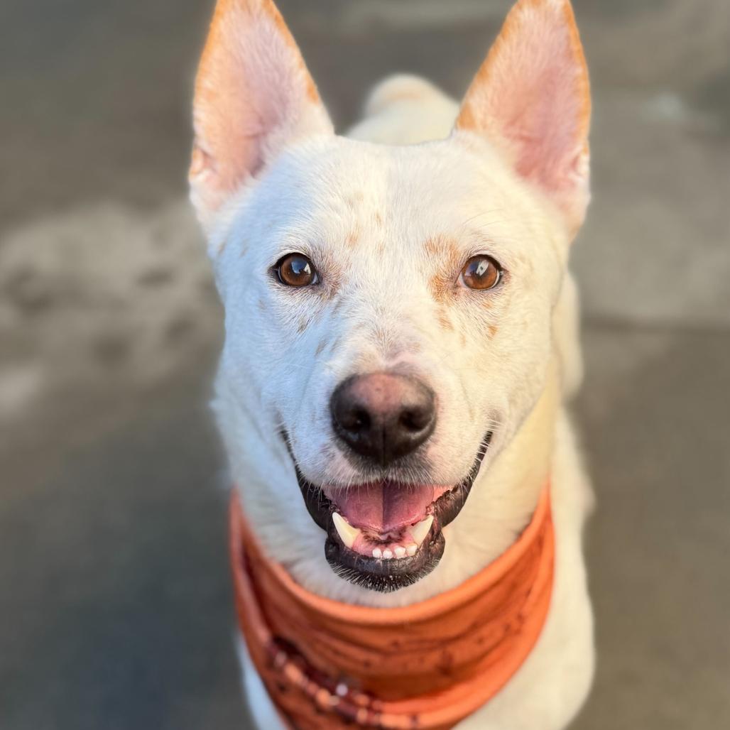 Benji, a Adoptable Mixed Breed in San Francisco, CA image 1/6