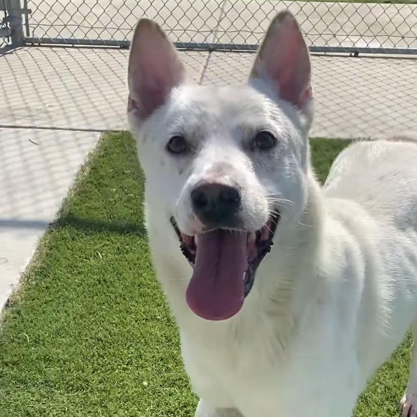 Benji, a Adoptable Mixed Breed in San Francisco, CA image 2/6