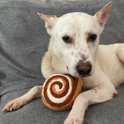 Enlarge Benji, a Adoptable Mixed Breed in San Francisco, CA image 3/6