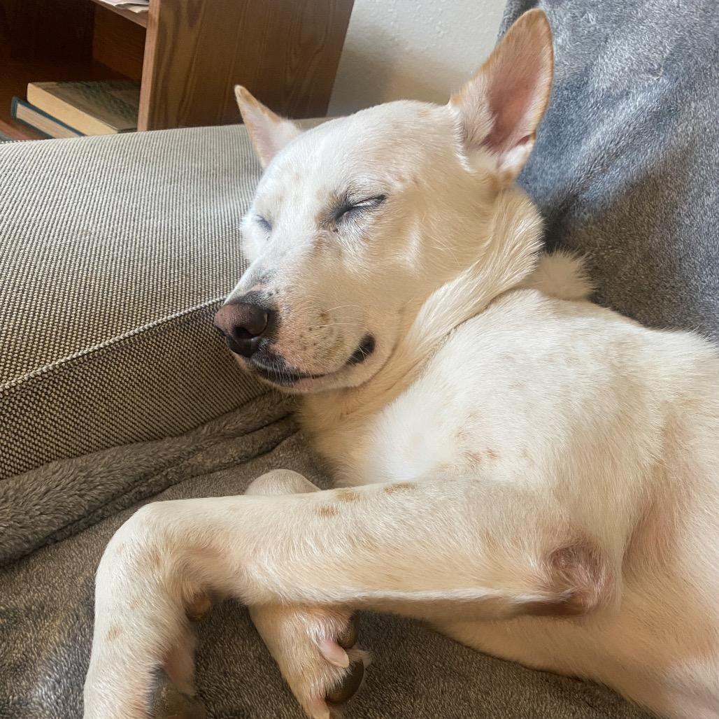 Benji, a Adoptable Mixed Breed in San Francisco, CA image 3/6