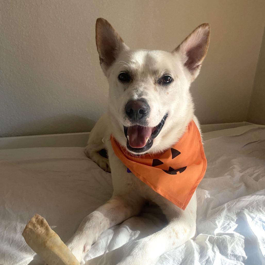 Benji, a Adoptable Mixed Breed in San Francisco, CA image 4/6