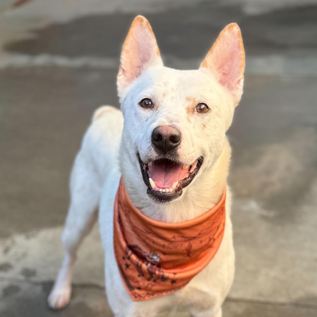 Benji, a Adoptable Mixed Breed in San Francisco, CA image 5/6