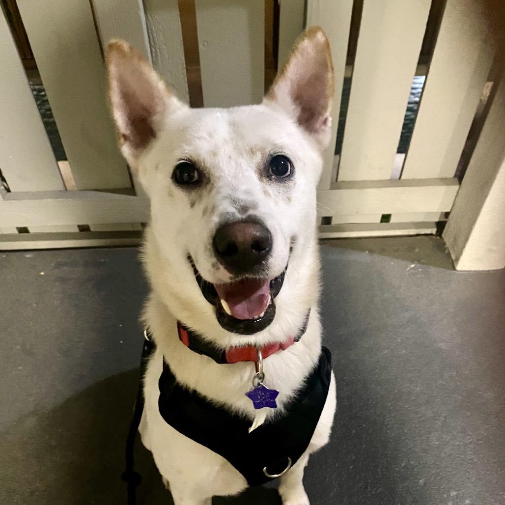 Benji, a Adoptable Mixed Breed in San Francisco, CA image 6/6