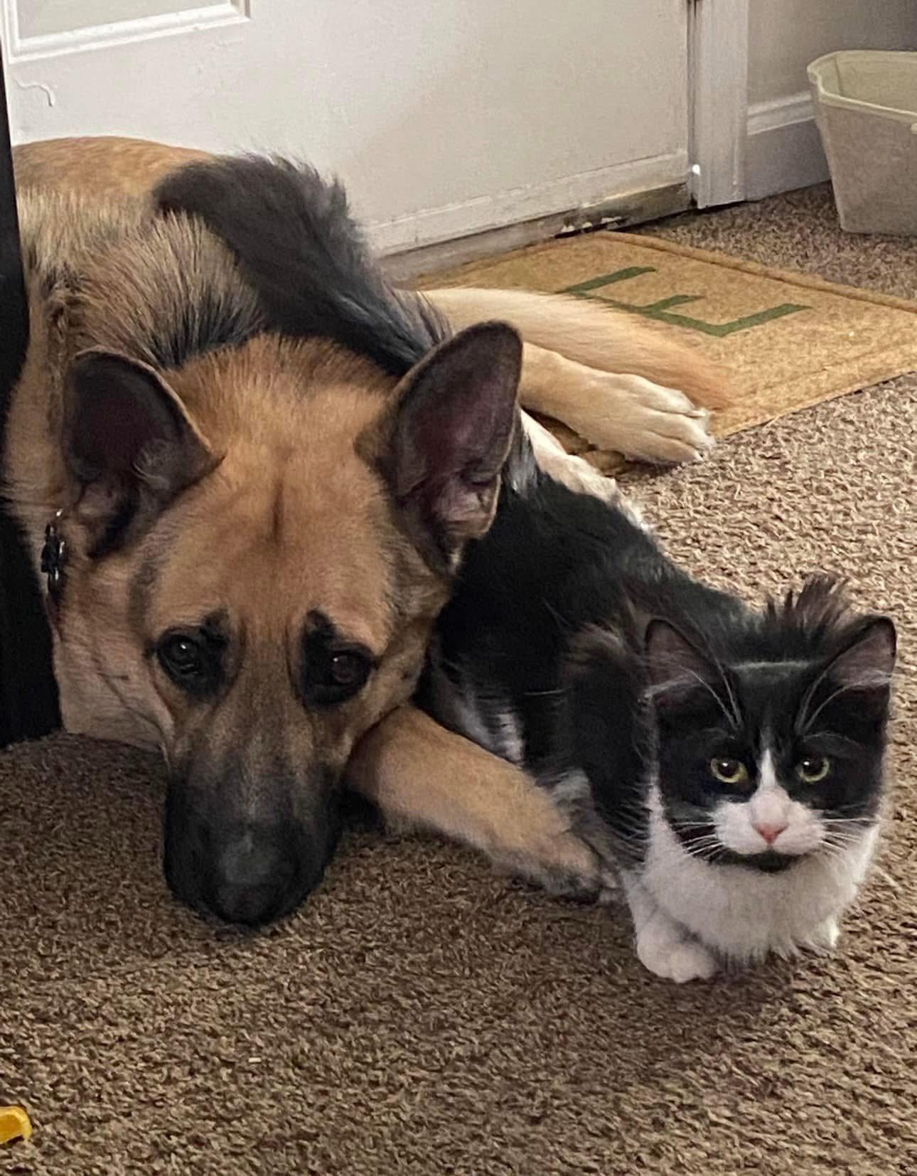 Loki, Adoptable, Adult Male German Shepherd Dog.