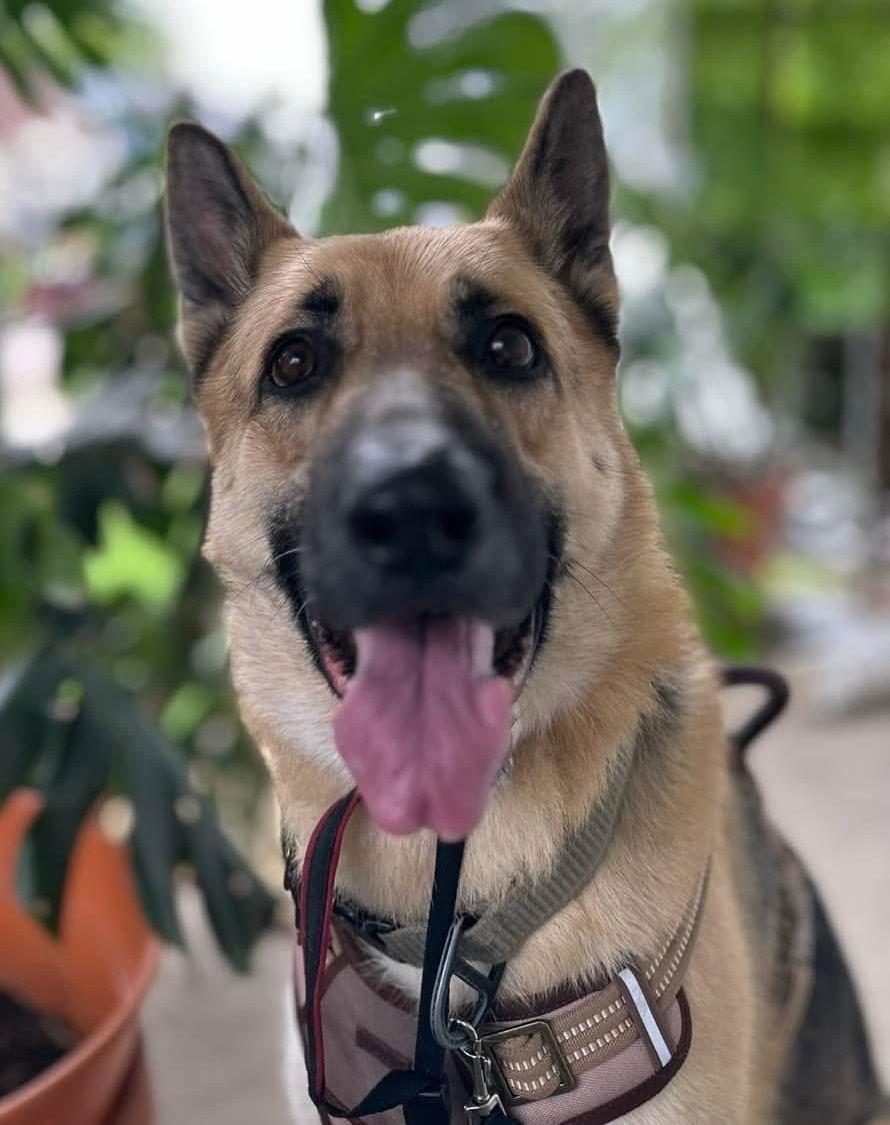 Enlarge Loki, a Adoptable German Shepherd Dog in Livonia, MI image 2/3