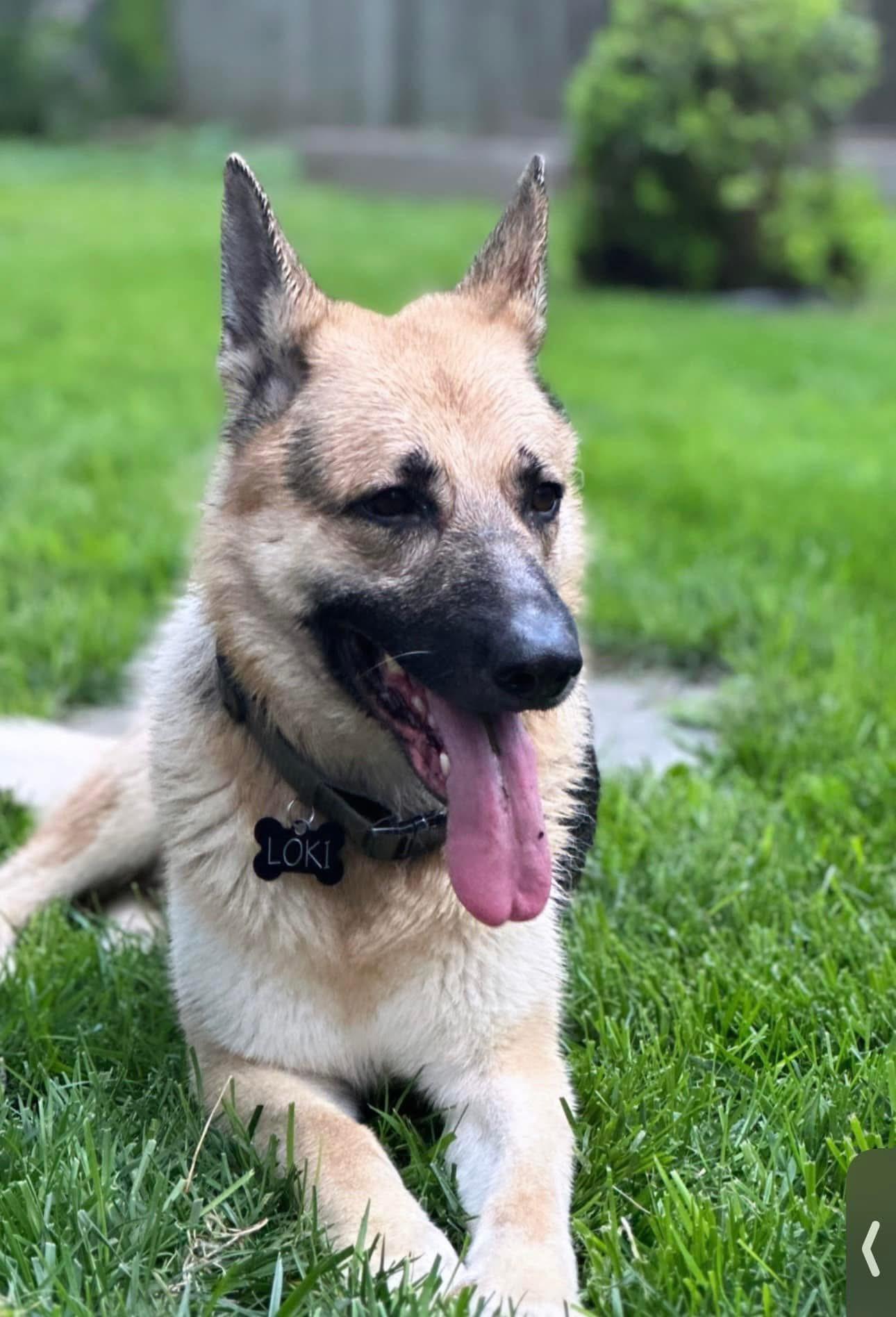 Enlarge Loki, a Adoptable German Shepherd Dog in Livonia, MI image 3/3