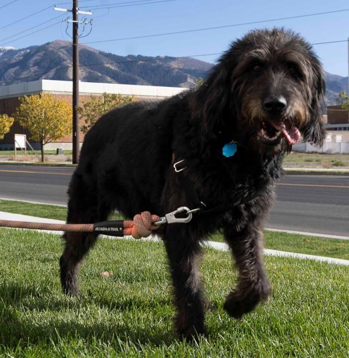 Tanana, an adoptable Labradoodle in Millville, UT, 84326 | Photo Image 2