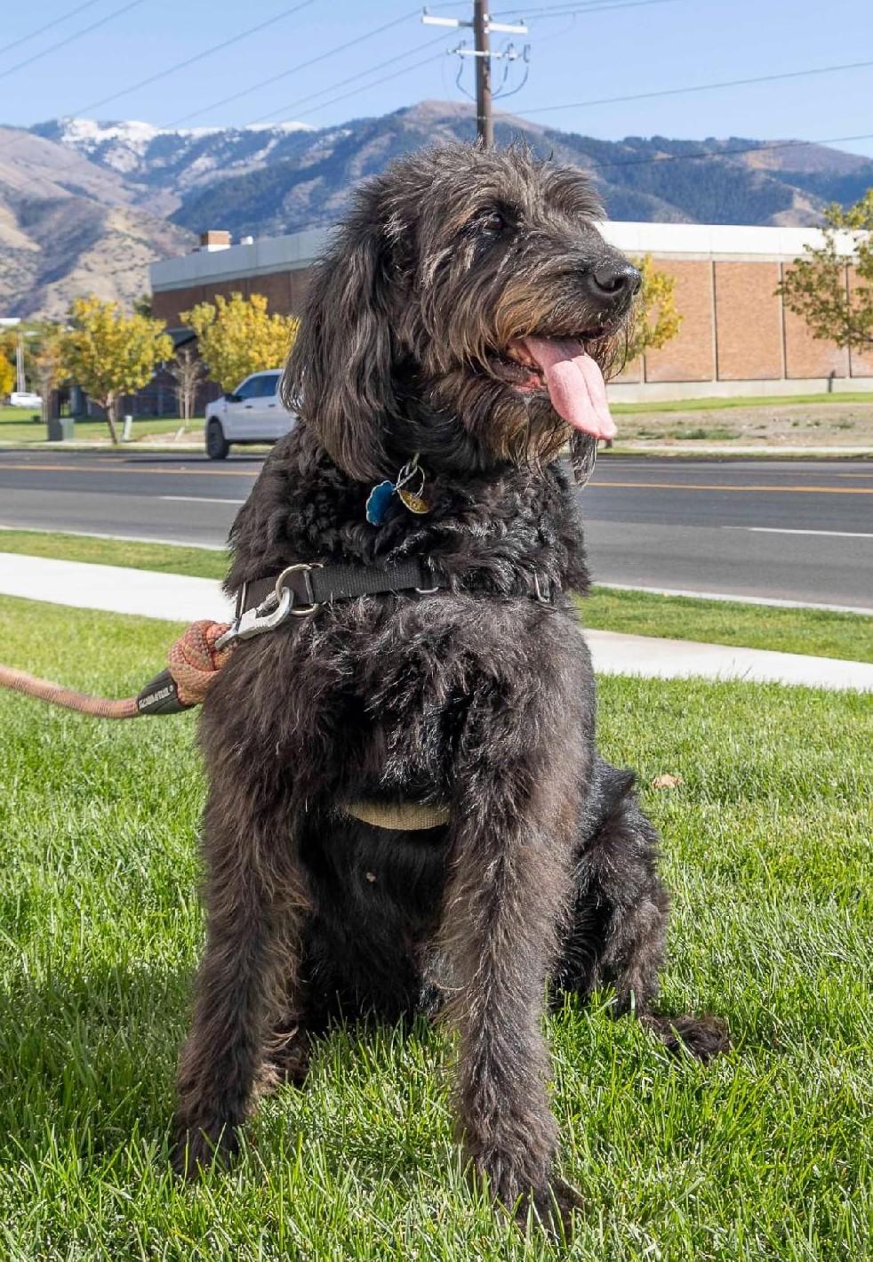 Tanana, a Adoptable Labradoodle in Millville, UT image 1/4