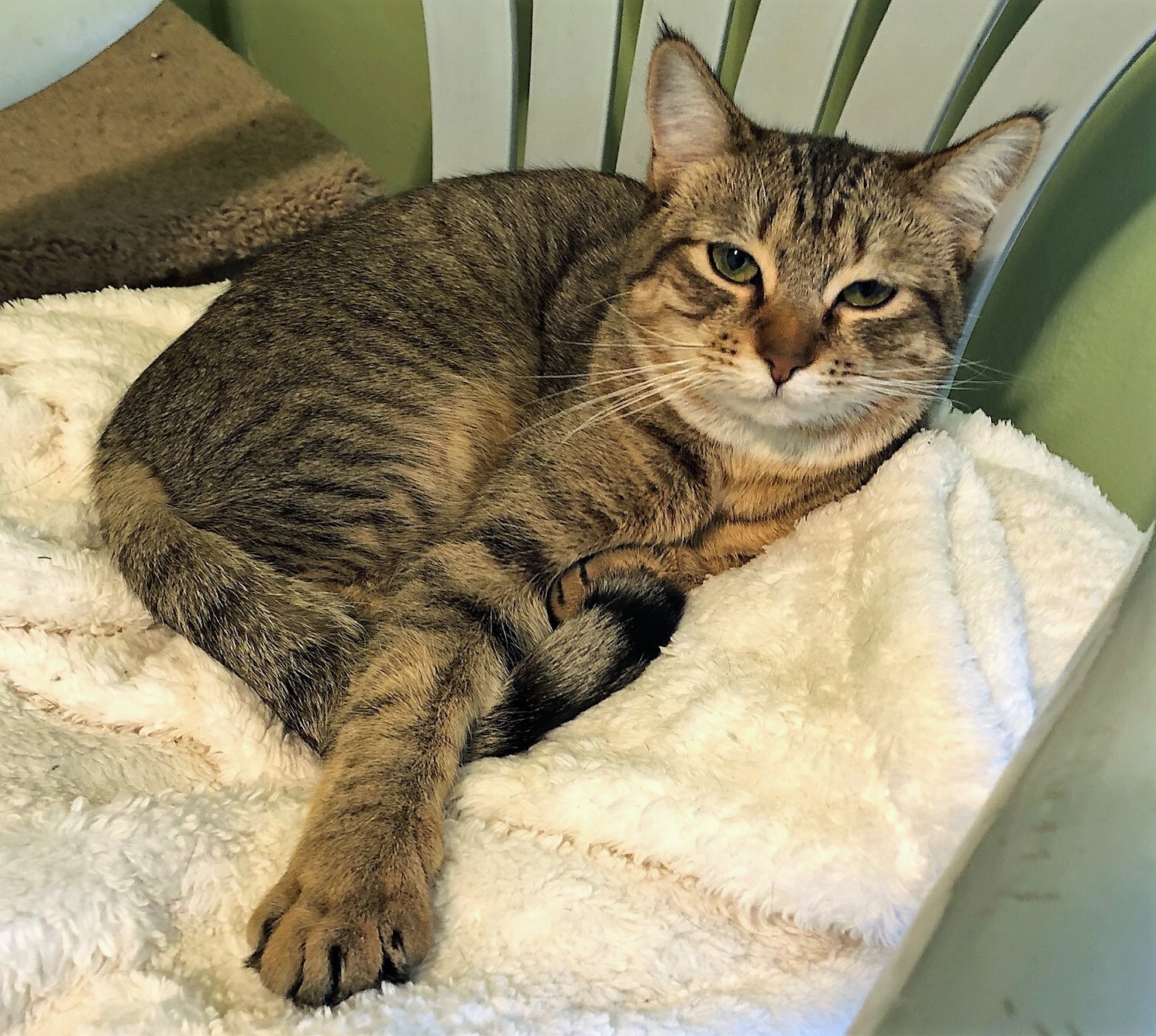 Enlarge SAVANNAH - Female, a Adoptable mixed breed in Prescott, AZ image 1/6