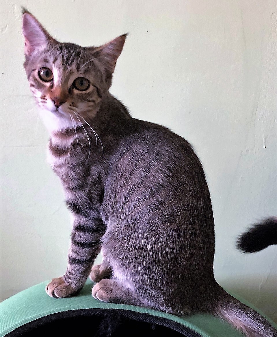 Enlarge SAVANNAH - Female, a Adoptable mixed breed in Prescott, AZ image 2/6