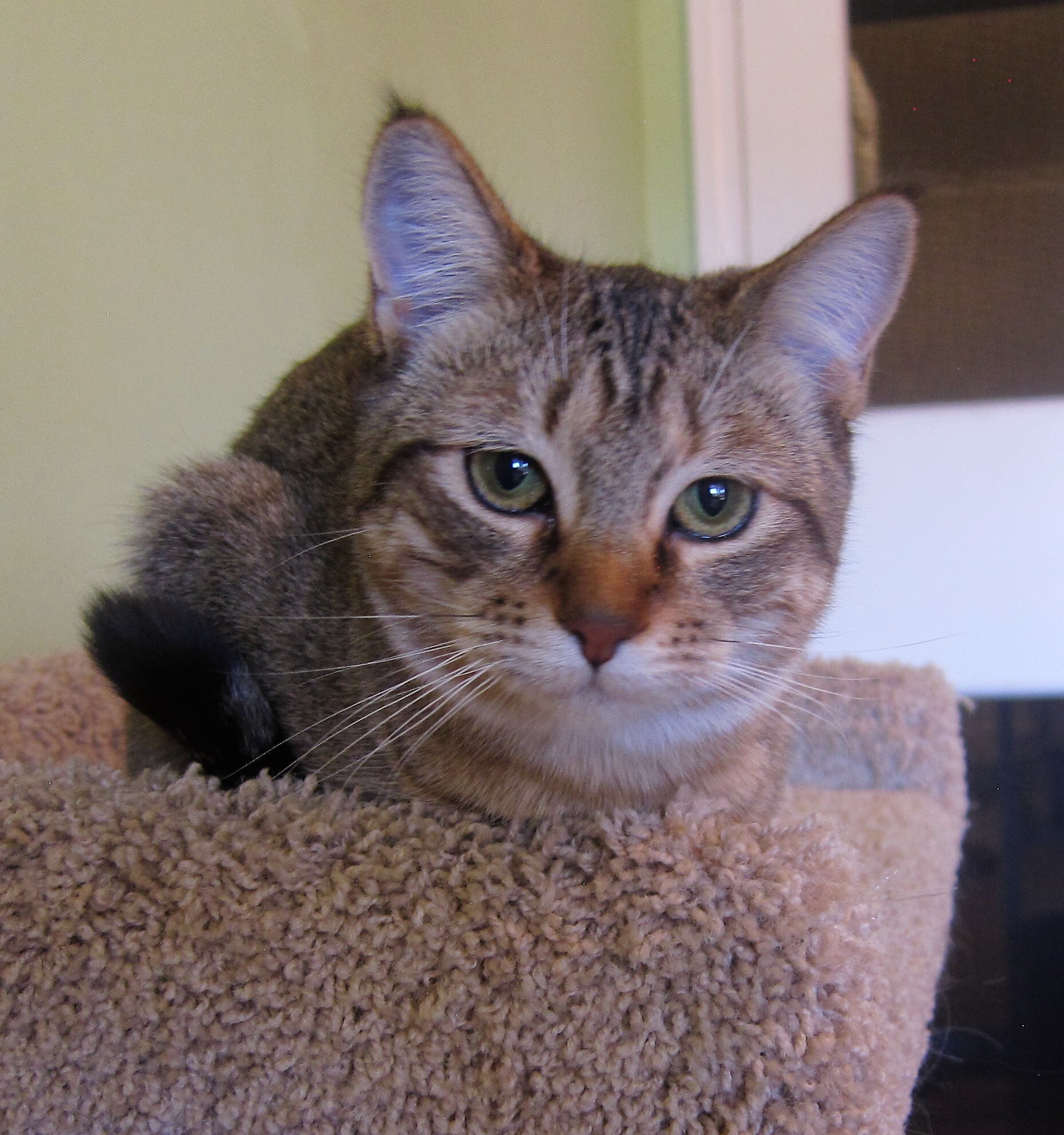 Enlarge SAVANNAH - Female, a Adoptable mixed breed in Prescott, AZ image 3/6