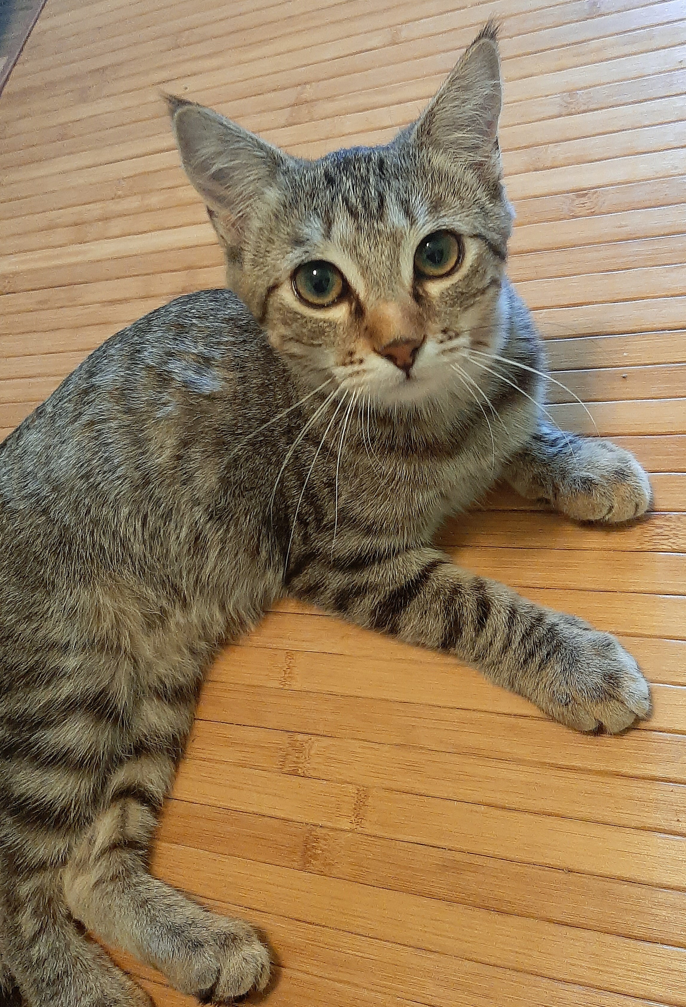 Enlarge SAVANNAH - Female, a Adoptable mixed breed in Prescott, AZ image 4/6