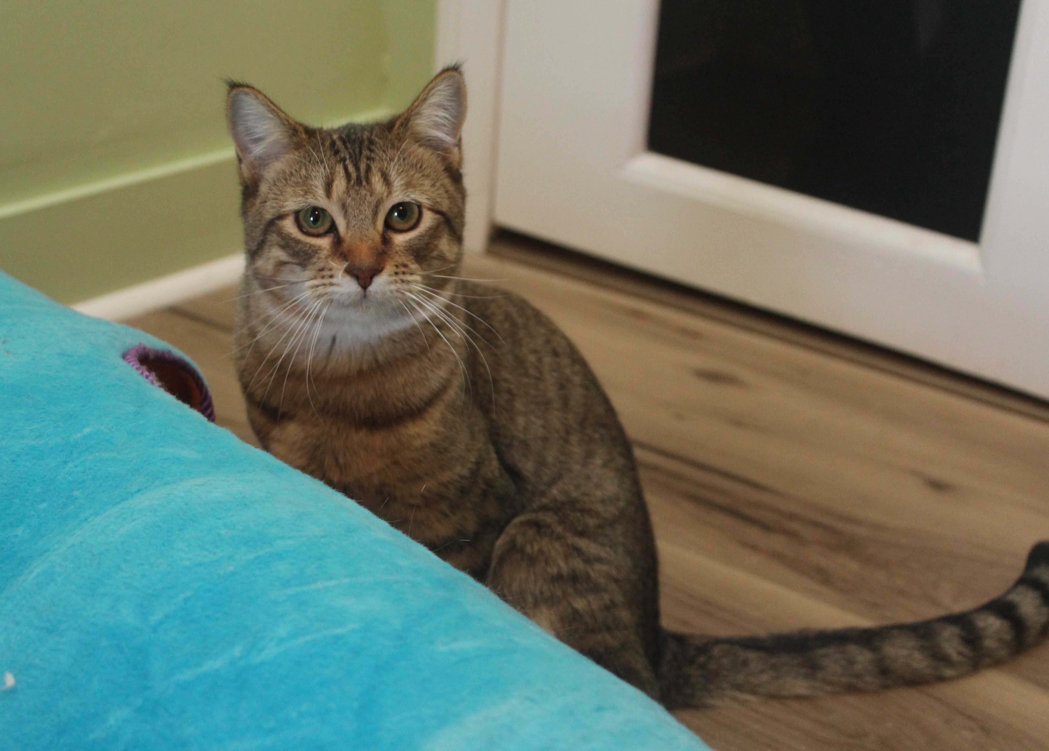 Enlarge SAVANNAH - Female, a Adoptable mixed breed in Prescott, AZ image 5/6