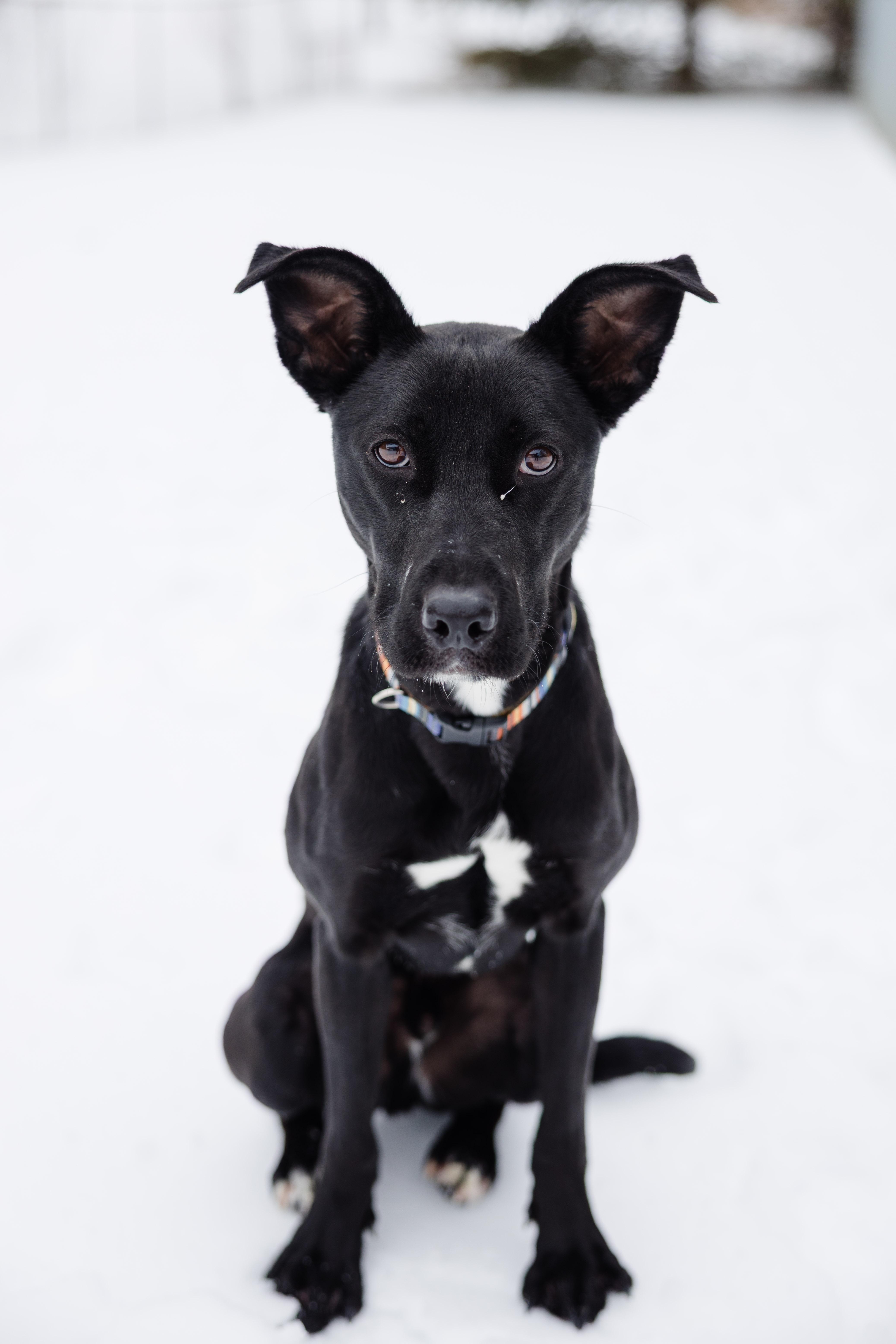 Enlarge Frankie, a ADOPTABLE mixed breed in Newburgh, IN image 1/5