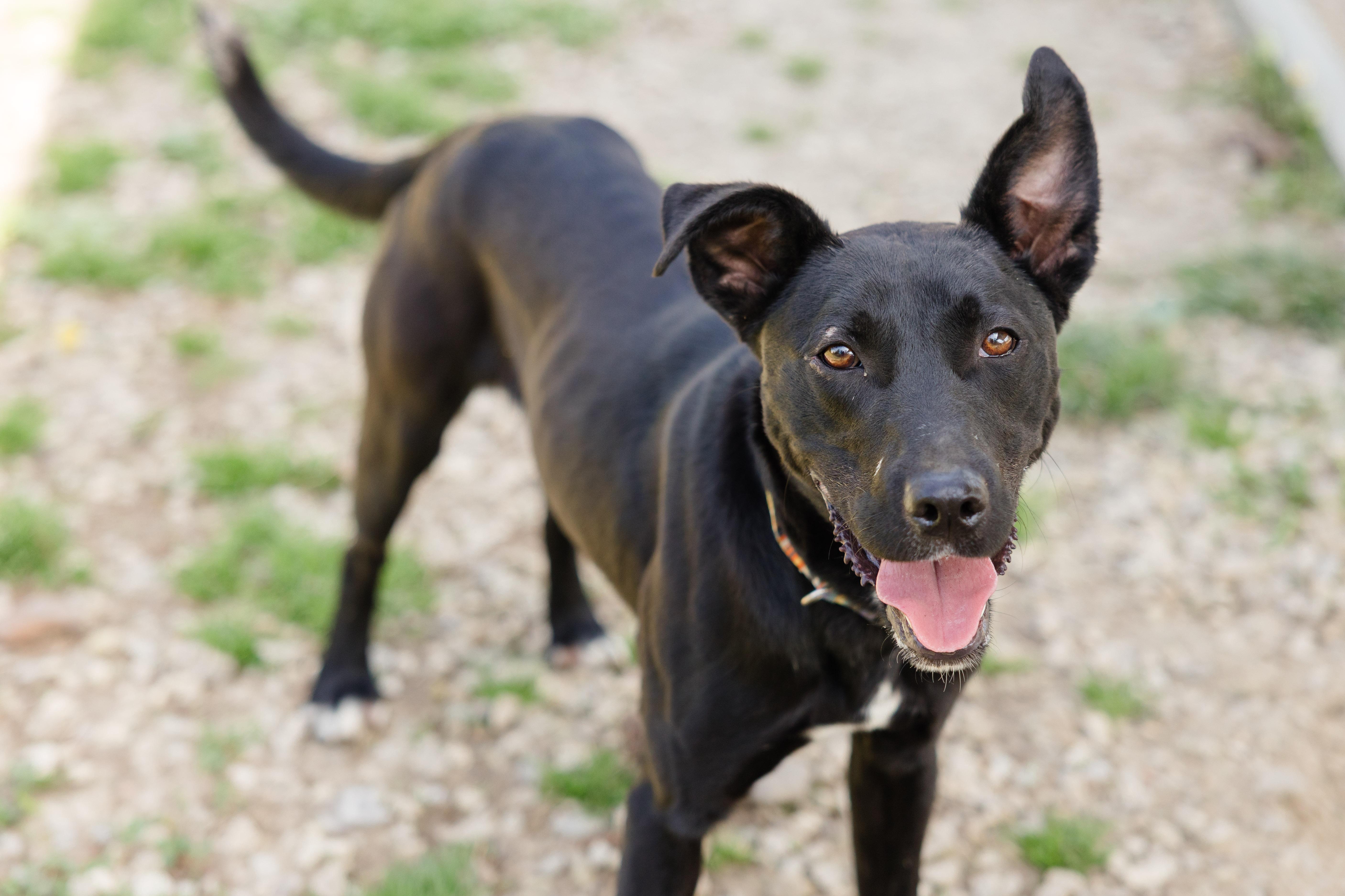 Enlarge Frankie, a ADOPTABLE mixed breed in Newburgh, IN image 3/5
