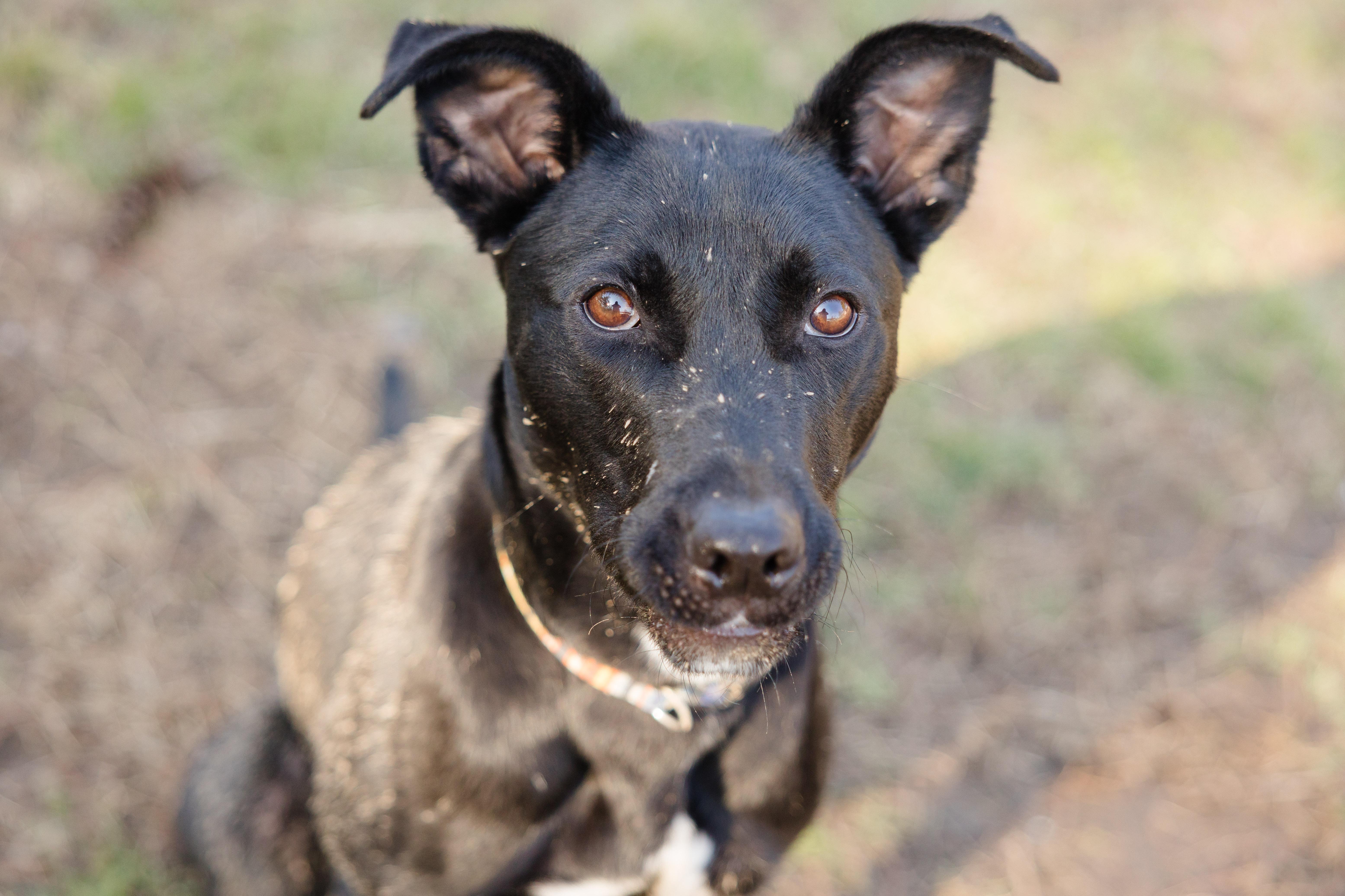 Enlarge Frankie, a ADOPTABLE mixed breed in Newburgh, IN image 4/5