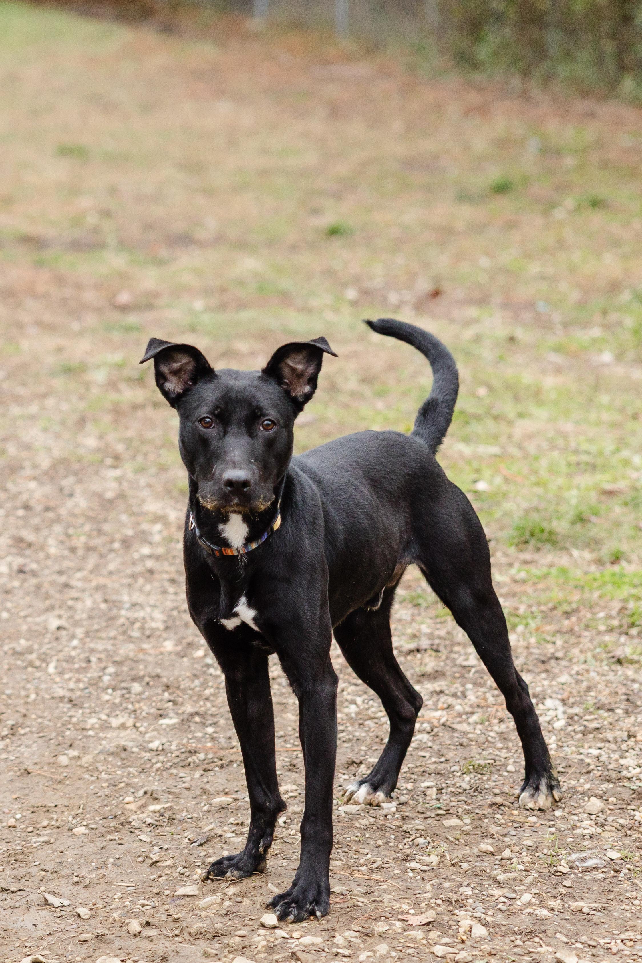 Enlarge Frankie, a ADOPTABLE mixed breed in Newburgh, IN image 5/5