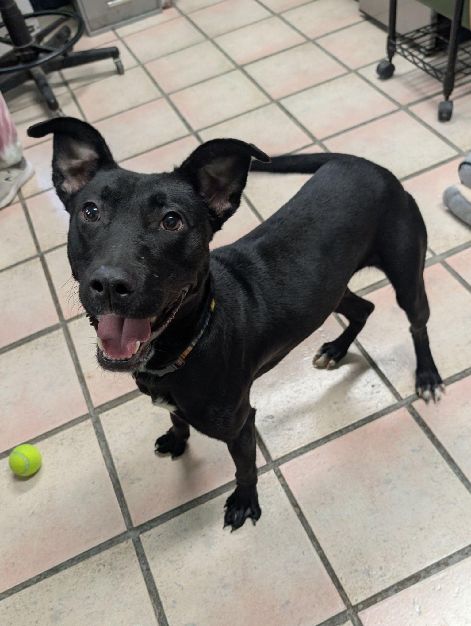 Frankie, ADOPTABLE, Young Male Labrador Retriever & Boxer.