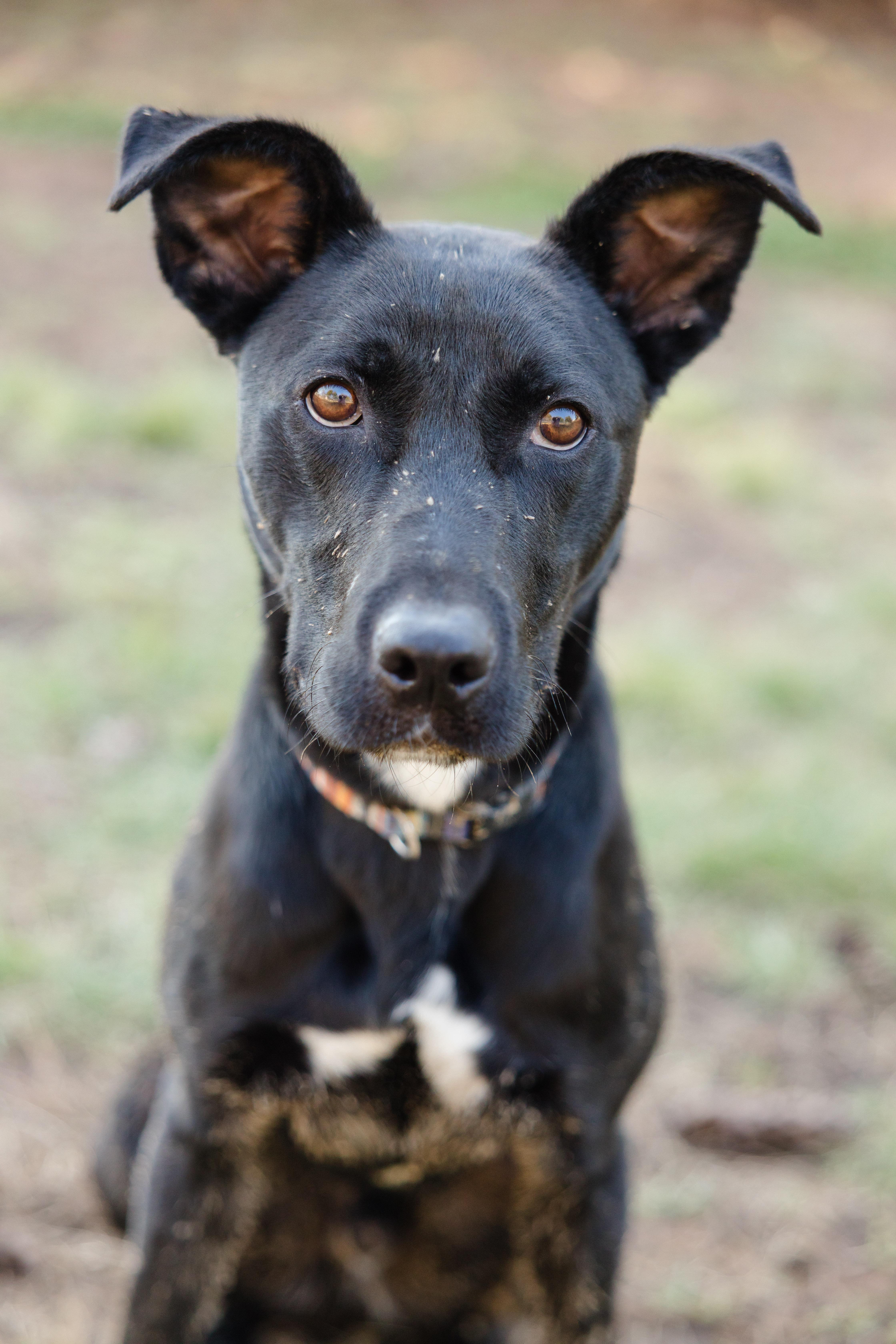 Enlarge Frankie, a ADOPTABLE mixed breed in Newburgh, IN image 2/5