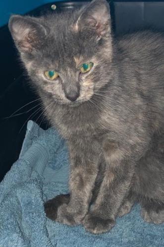 Enlarge Skittles - Petsmart Foster Home, a Adoptable Tortoiseshell in Oakland Park, FL image 1/6