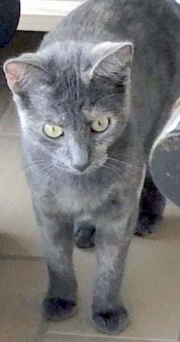 Enlarge Skittles - Petsmart Foster Home, a Adoptable Tortoiseshell in Oakland Park, FL image 1/6