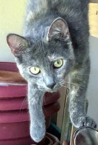 Enlarge Skittles - Petsmart Foster Home, a Adoptable Tortoiseshell in Oakland Park, FL image 3/6