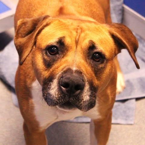 26-01108 SASSY, ADOPTABLE, Adult Female Pit Bull Terrier.