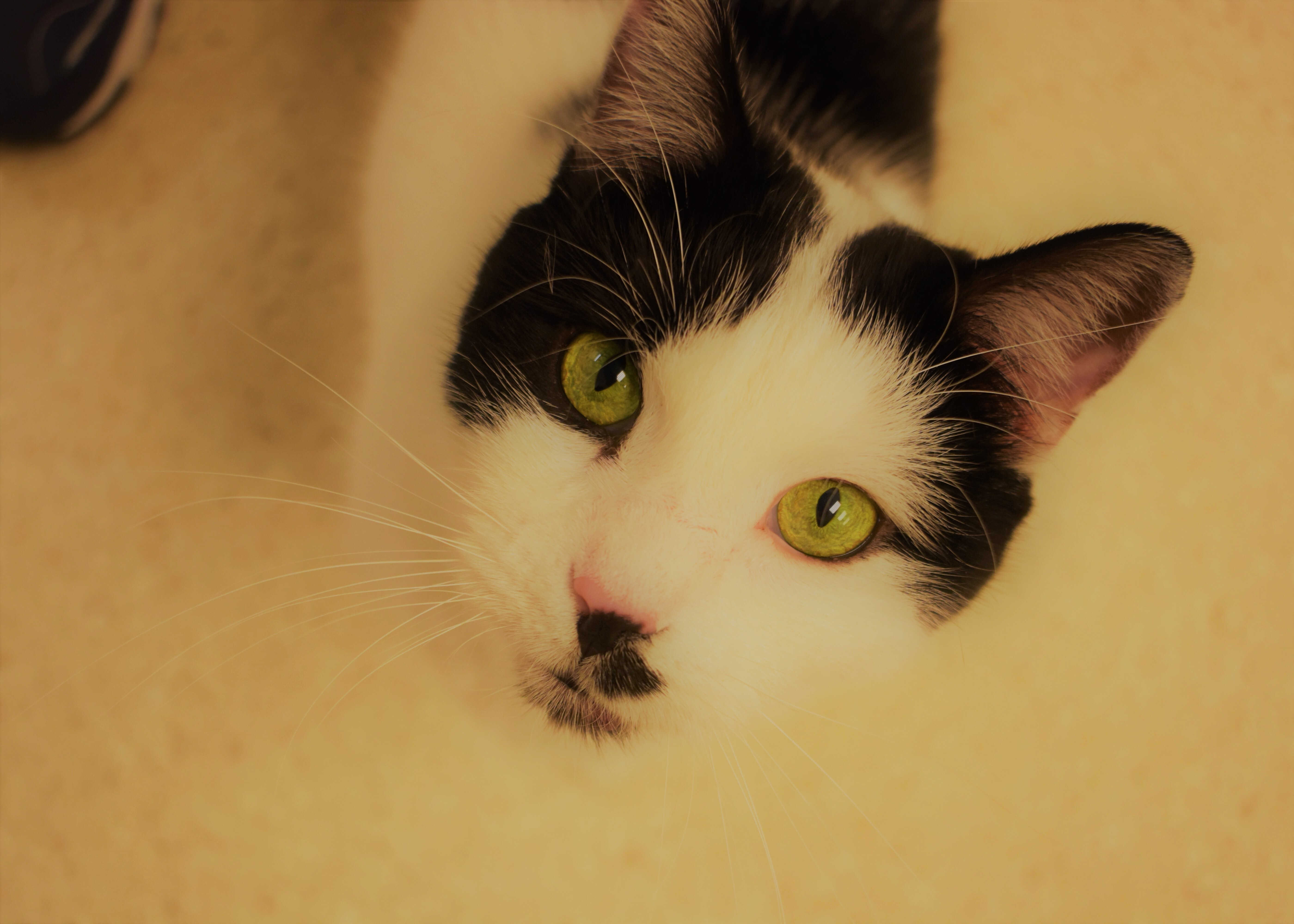 Enlarge Frack, a Adoptable mixed breed in Cincinnati, OH image 2/6