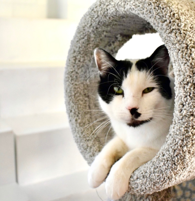 Enlarge Frack, a Adoptable mixed breed in Cincinnati, OH image 3/6