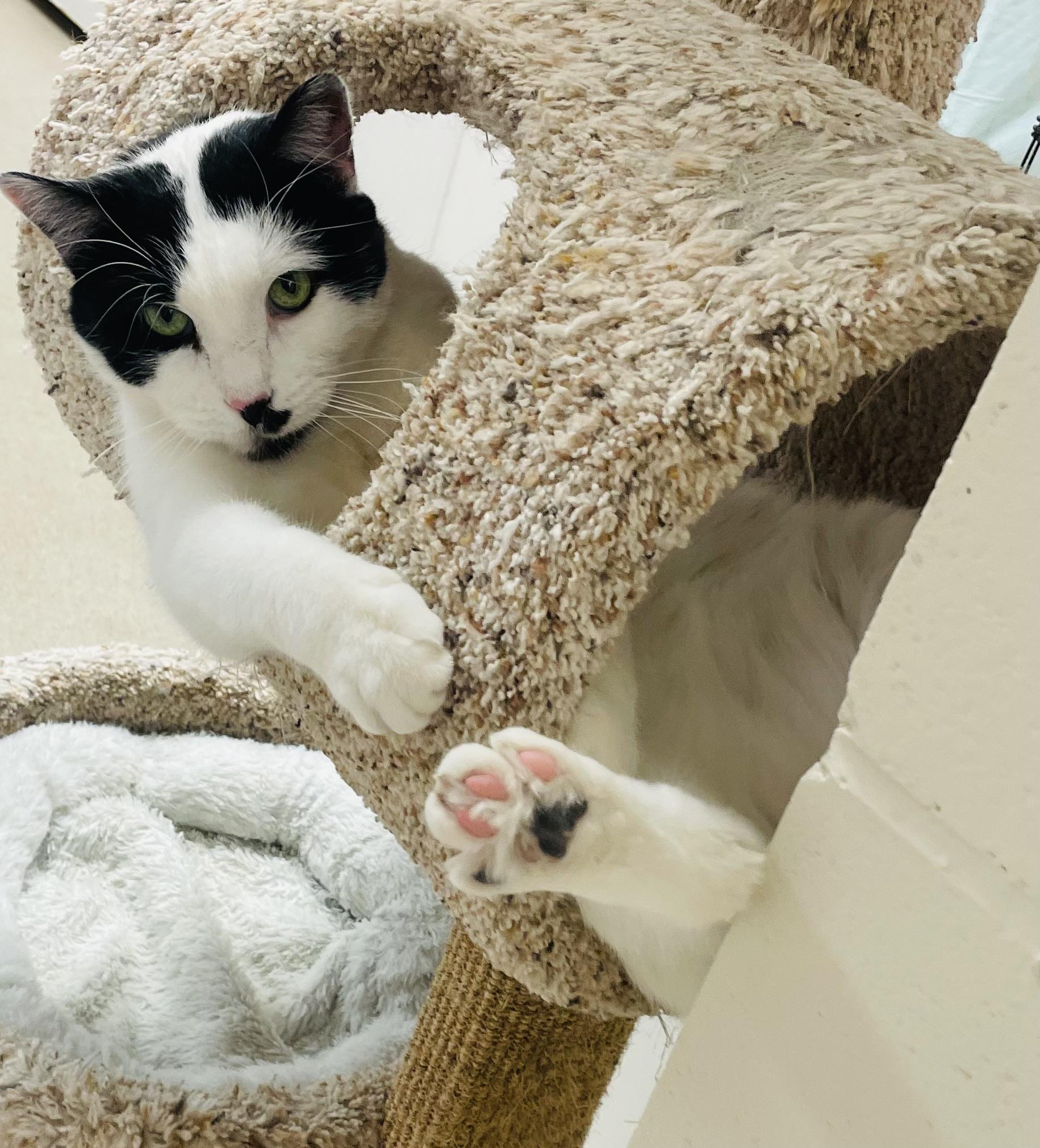 Enlarge Frack, a Adoptable mixed breed in Cincinnati, OH image 1/6