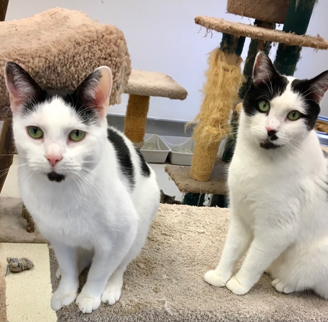 Enlarge Frack, a Adoptable mixed breed in Cincinnati, OH image 4/6