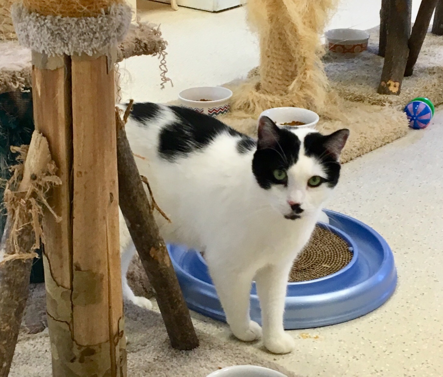 Enlarge Frack, a Adoptable mixed breed in Cincinnati, OH image 5/6