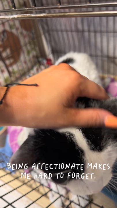 Enlarge Frack, a Adoptable mixed breed in Cincinnati, OH video 2/6
