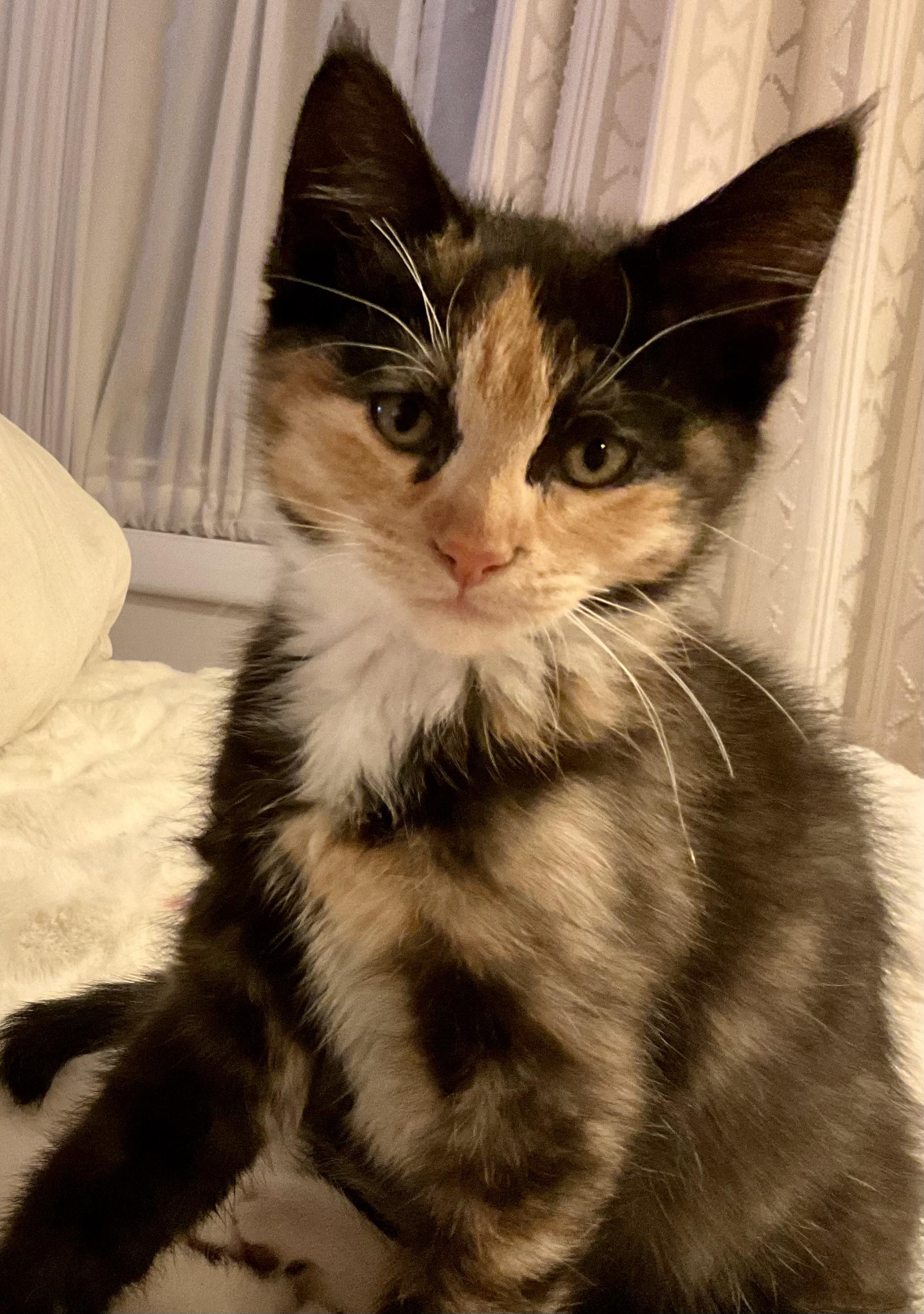 Maple, adopted, Kitten Female Domestic Short Hair.