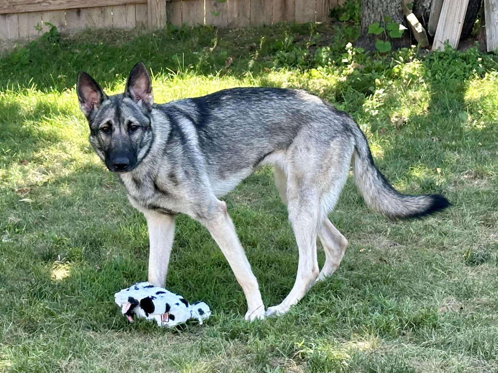 Noel 0467, Adopted, Young Female German Shepherd Dog.