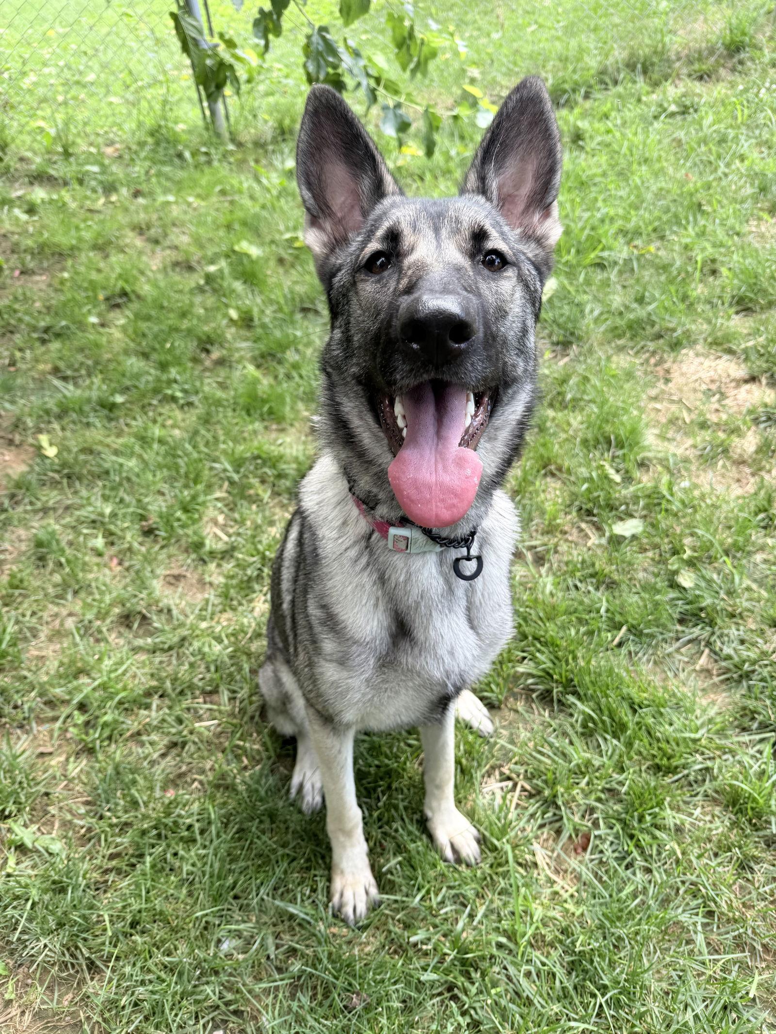 Enlarge Noel 0467, a Adopted German Shepherd Dog in Stephens City, VA image 2/3