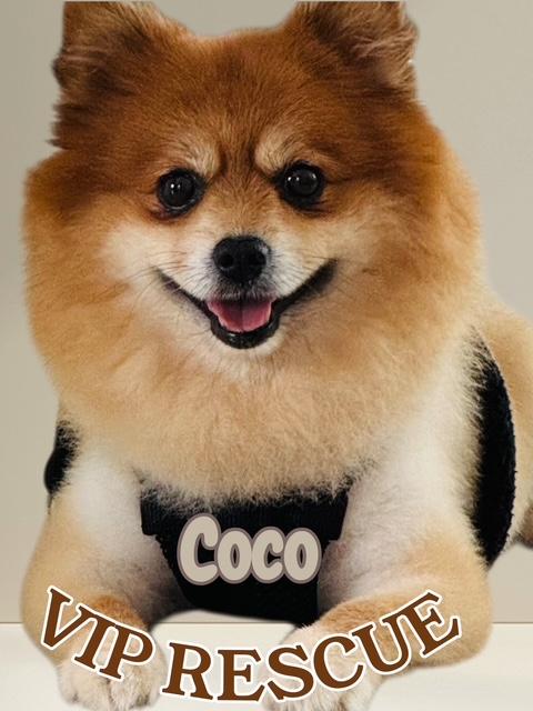 Coco / Largo, ADOPTABLE, Adult Male Pomeranian.