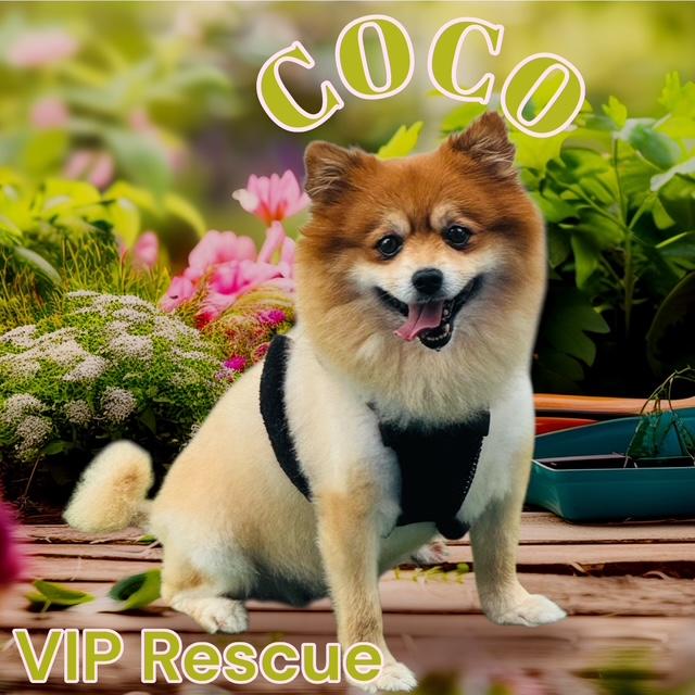 Coco / Largo, a ADOPTABLE Pomeranian in Redington Beach, FL image 2/3